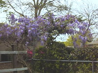 Annie's Wisteria.2 (97.1 KiB)