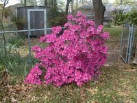 Annie's Azalea.3 (213 KiB)