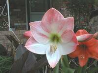 Annie's big Amaryllis.4 (156 KiB)