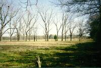 Pecan trees.3 (108 KiB)