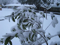 snow2010.17 (482 KiB)