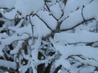 snow2010.19 (354 KiB)