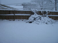 snow2010.4 (443 KiB)