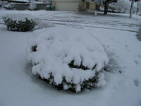 snow2010.45 (408 KiB)