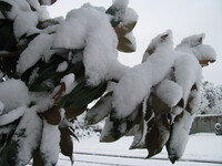 snow2010.49 (413 KiB)