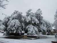 snow2010.51 (586 KiB)