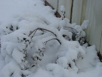 snow2010.60 (354 KiB)