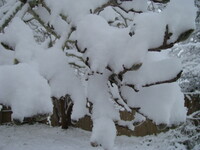 snow2010.63 (396 KiB)