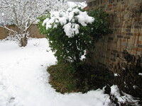 snow2010.66 (671 KiB)