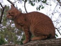 CAT11: Goldie Paws.11 (545 KiB)