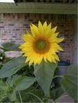 Sunflower (2000).12 (49.1 KiB)
