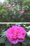 Confederate Rose blooms.4 (106 KiB)