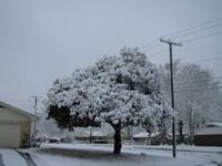 snow2010.48 (540 KiB)